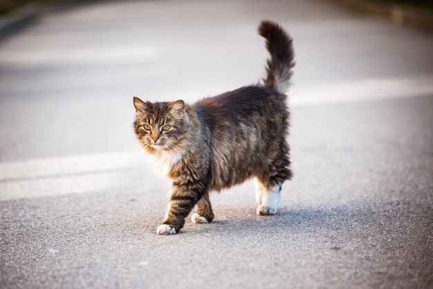 Japanese superstitions about cats